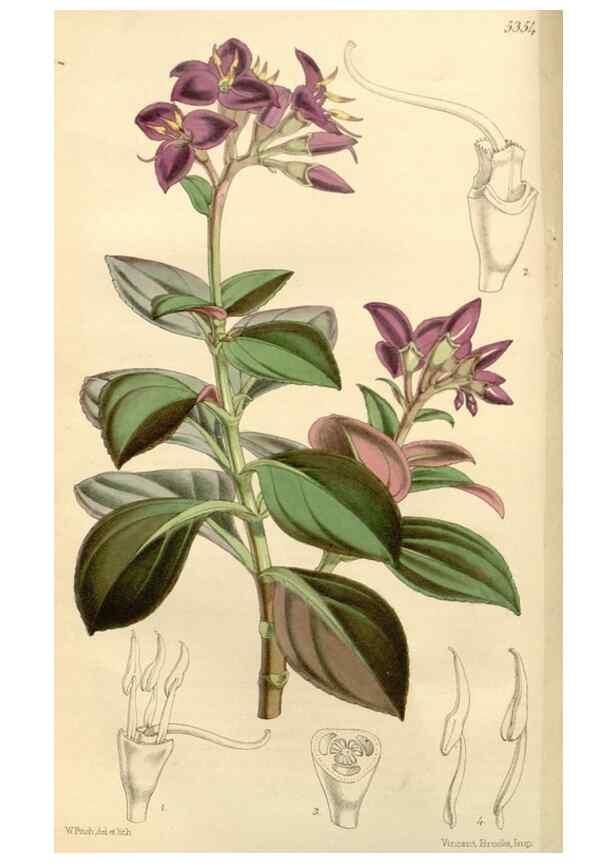Reproducción/Reproduction 8271524603: Curtis's botanical magazine.. London ;New York [etc.] :Academic Press [etc.]