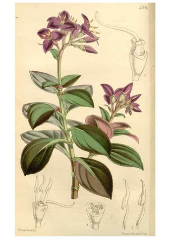 Reproducción/Reproduction 8271524603: Curtis's botanical magazine.. London ;New York [etc.] :Academic Press [etc.]