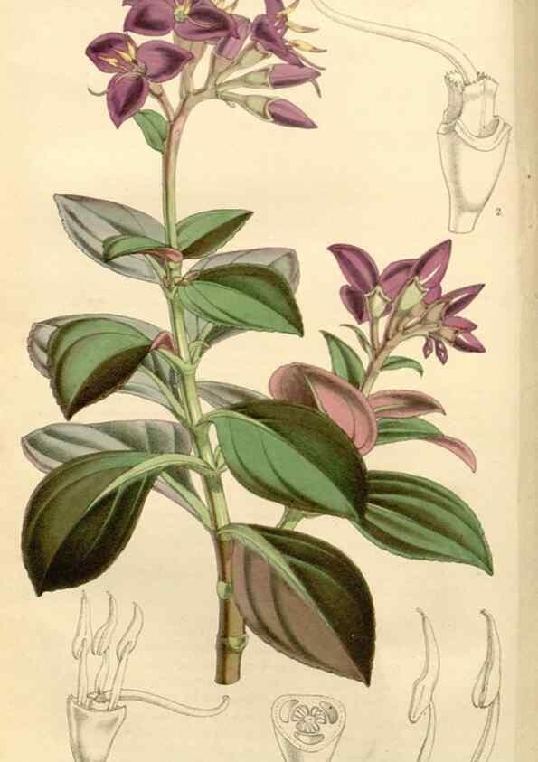 Reproducción/Reproduction 8271524603: Curtis's botanical magazine.. London ;New York [etc.] :Academic Press [etc.]