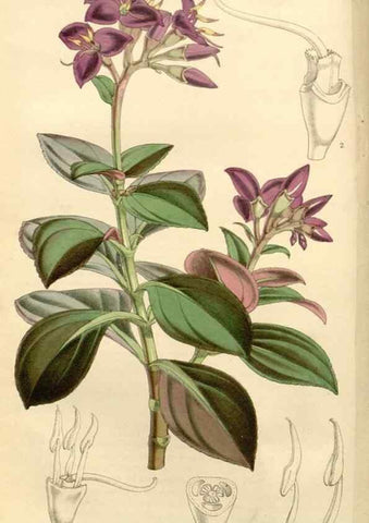 Reproducción/Reproduction 8271524603: Curtis's botanical magazine.. London ;New York [etc.] :Academic Press [etc.]