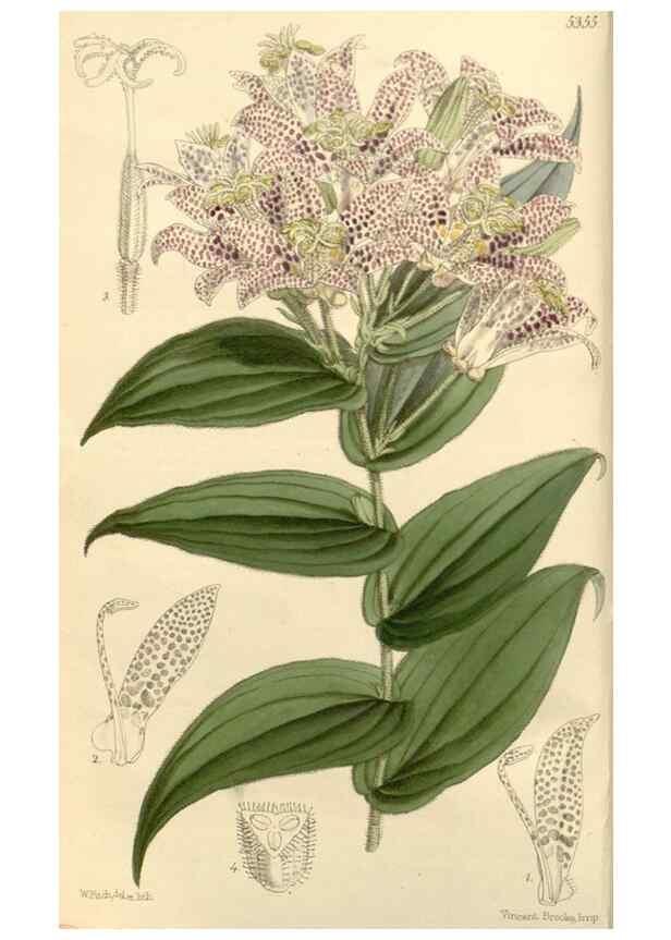 Reproducción/Reproduction 8271525191: Curtis's botanical magazine.. London ;New York [etc.] :Academic Press [etc.]
