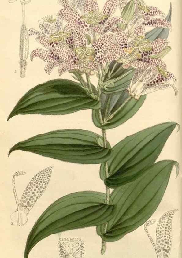 Reproducción/Reproduction 8271525191: Curtis's botanical magazine.. London ;New York [etc.] :Academic Press [etc.]