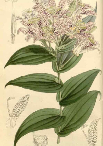 Reproducción/Reproduction 8271525191: Curtis's botanical magazine.. London ;New York [etc.] :Academic Press [etc.]