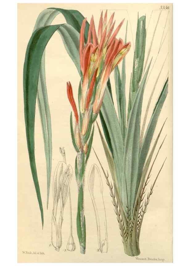 Reproducción/Reproduction 8272595370: Curtis's botanical magazine.. London ;New York [etc.] :Academic Press [etc.]