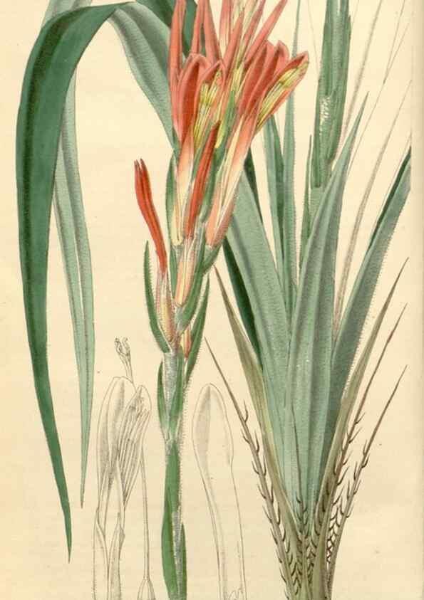 Reproducción/Reproduction 8272595370: Curtis's botanical magazine.. London ;New York [etc.] :Academic Press [etc.]