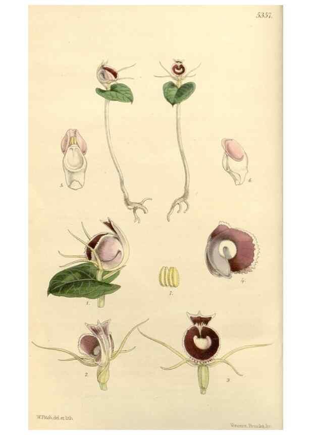 Reproducción/Reproduction 8271527275: Curtis's botanical magazine.. London ;New York [etc.] :Academic Press [etc.]