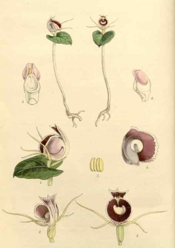 Reproducción/Reproduction 8271527275: Curtis's botanical magazine.. London ;New York [etc.] :Academic Press [etc.]