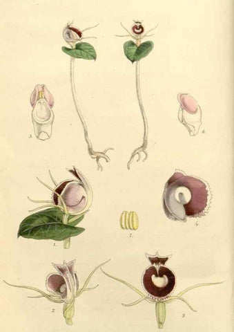 Reproducción/Reproduction 8271527275: Curtis's botanical magazine.. London ;New York [etc.] :Academic Press [etc.]
