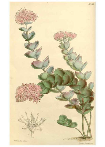 Reproducción/Reproduction 8271527679: Curtis's botanical magazine.. London ;New York [etc.] :Academic Press [etc.]