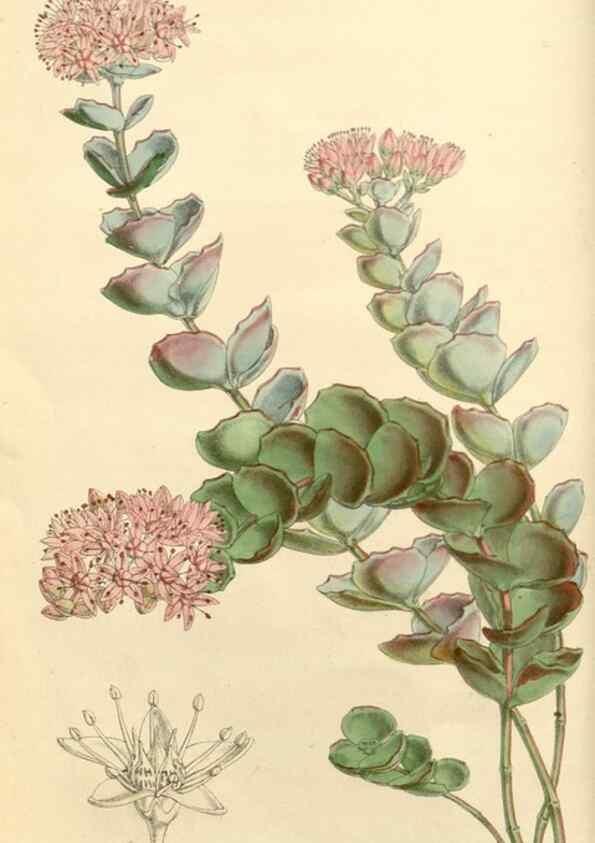 Reproducción/Reproduction 8271527679: Curtis's botanical magazine.. London ;New York [etc.] :Academic Press [etc.]