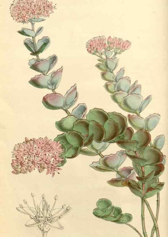 Reproducción/Reproduction 8271527679: Curtis's botanical magazine.. London ;New York [etc.] :Academic Press [etc.]