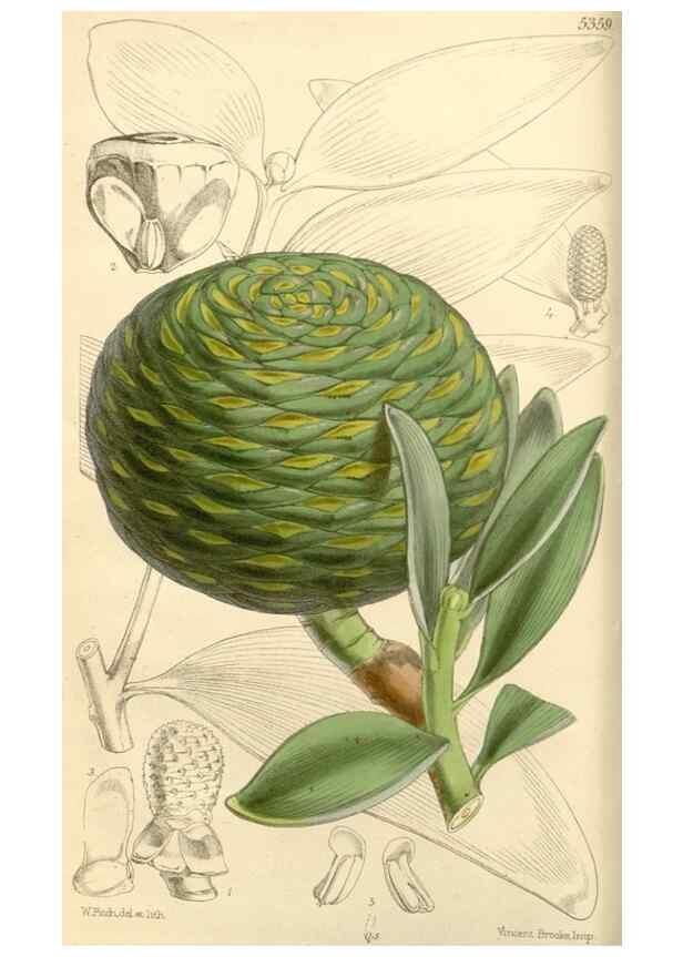 Reproducción/Reproduction 8271528419: Curtis's botanical magazine.. London ;New York [etc.] :Academic Press [etc.]