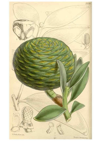 Reproducción/Reproduction 8271528419: Curtis's botanical magazine.. London ;New York [etc.] :Academic Press [etc.]
