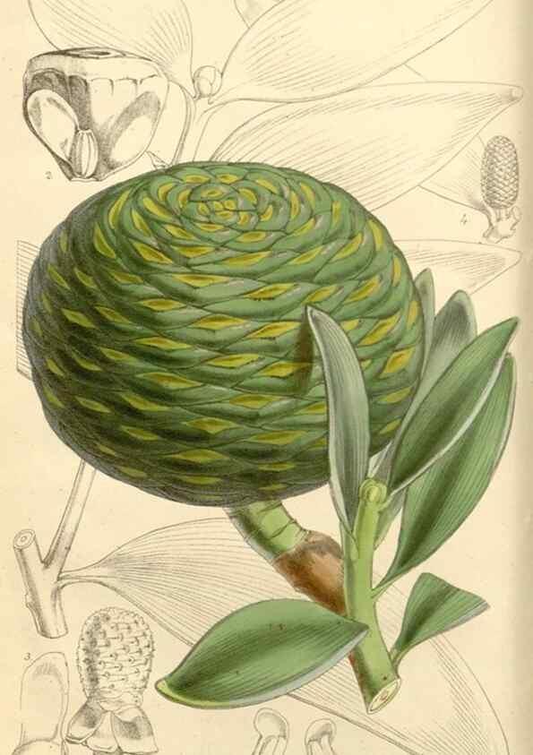 Reproducción/Reproduction 8271528419: Curtis's botanical magazine.. London ;New York [etc.] :Academic Press [etc.]