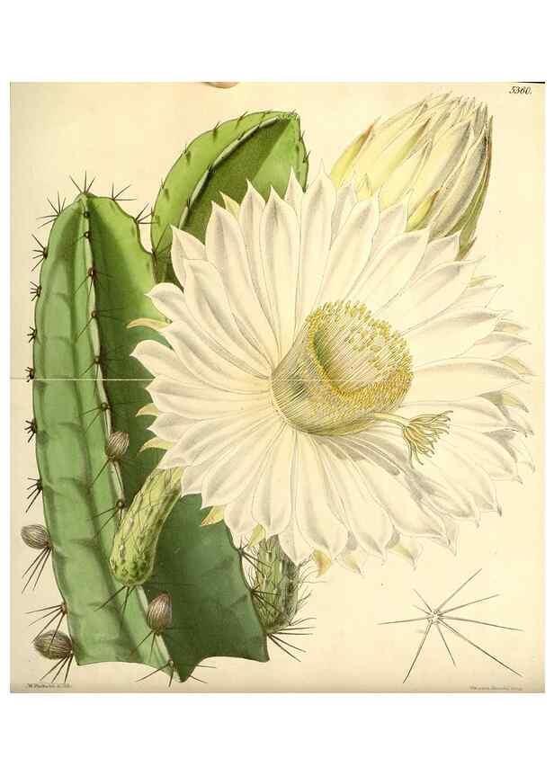 Reproducción/Reproduction 8271528889: Curtis's botanical magazine.. London ;New York [etc.] :Academic Press [etc.]