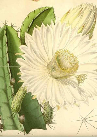 Reproducción/Reproduction 8271528889: Curtis's botanical magazine.. London ;New York [etc.] :Academic Press [etc.]