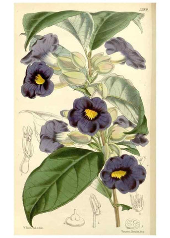Reproducción/Reproduction 8272641608: Curtis's botanical magazine.. London ;New York [etc.] :Academic Press [etc.]