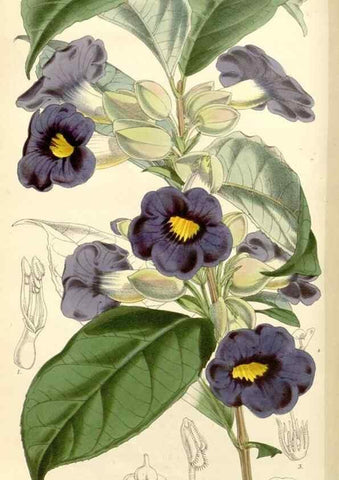 Reproducción/Reproduction 8272641608: Curtis's botanical magazine.. London ;New York [etc.] :Academic Press [etc.]