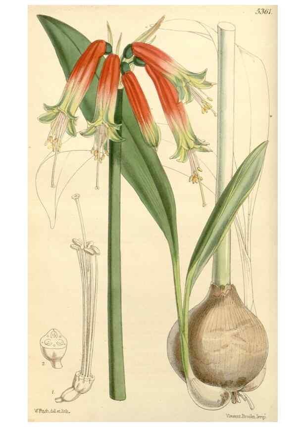 Reproducción/Reproduction 8272598820: Curtis's botanical magazine.. London ;New York [etc.] :Academic Press [etc.]