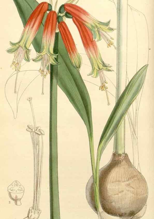 Reproducción/Reproduction 8272598820: Curtis's botanical magazine.. London ;New York [etc.] :Academic Press [etc.]