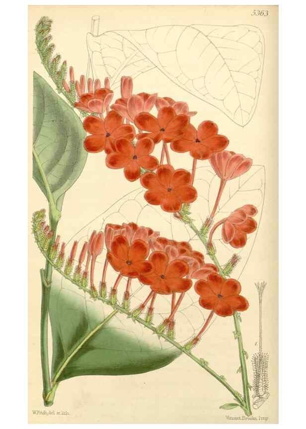 Reproducción/Reproduction 8272600656: Curtis's botanical magazine.. London ;New York [etc.] :Academic Press [etc.]