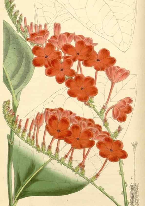 Reproducción/Reproduction 8272600656: Curtis's botanical magazine.. London ;New York [etc.] :Academic Press [etc.]