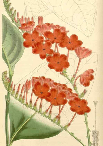 Reproducción/Reproduction 8272600656: Curtis's botanical magazine.. London ;New York [etc.] :Academic Press [etc.]