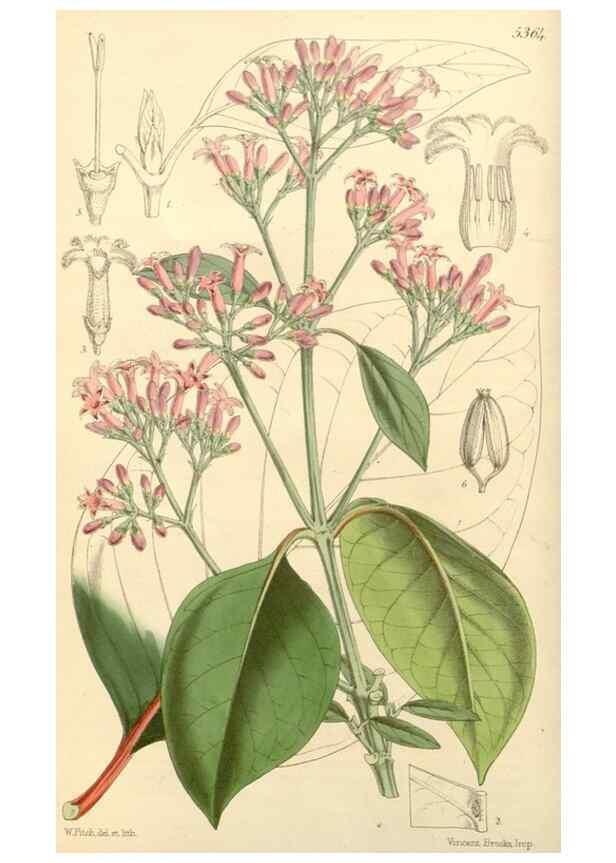 Reproducción/Reproduction 8272601122: Curtis's botanical magazine.. London ;New York [etc.] :Academic Press [etc.]