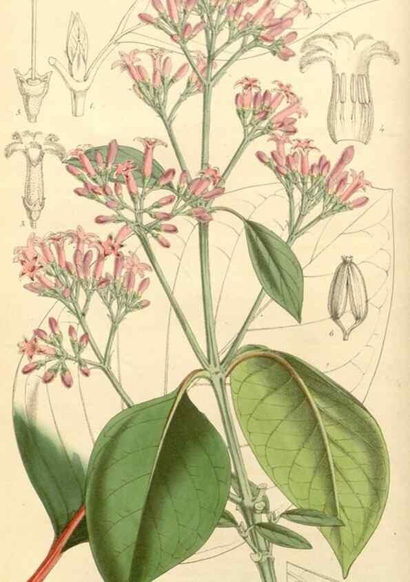 Reproducción/Reproduction 8272601122: Curtis's botanical magazine.. London ;New York [etc.] :Academic Press [etc.]
