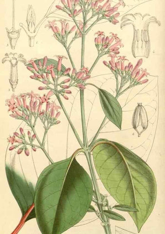Reproducción/Reproduction 8272601122: Curtis's botanical magazine.. London ;New York [etc.] :Academic Press [etc.]