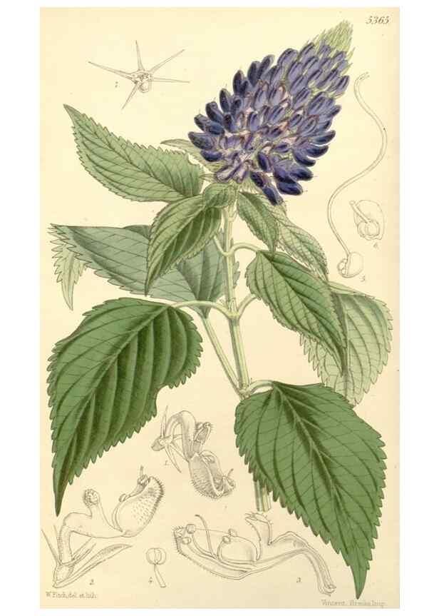 Reproducción/Reproduction 8272601594: Curtis's botanical magazine.. London ;New York [etc.] :Academic Press [etc.]