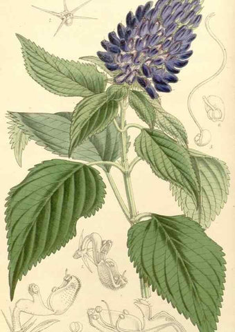 Reproducción/Reproduction 8272601594: Curtis's botanical magazine.. London ;New York [etc.] :Academic Press [etc.]