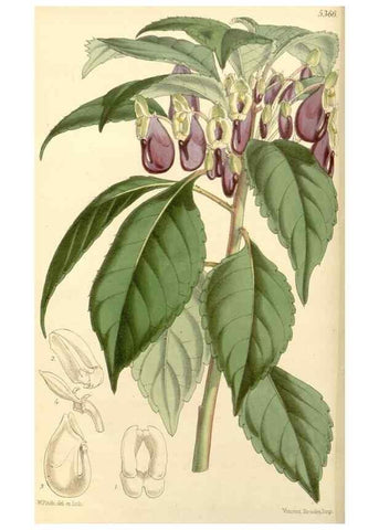 Reproducción/Reproduction 8272603854: Curtis's botanical magazine.. London ;New York [etc.] :Academic Press [etc.]
