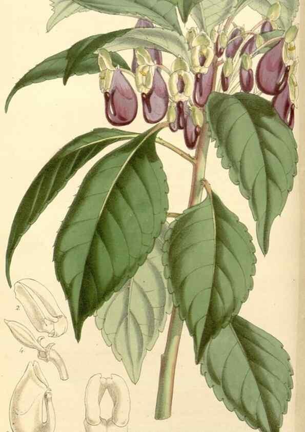 Reproducción/Reproduction 8272603854: Curtis's botanical magazine.. London ;New York [etc.] :Academic Press [etc.]