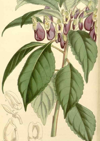 Reproducción/Reproduction 8272603854: Curtis's botanical magazine.. London ;New York [etc.] :Academic Press [etc.]