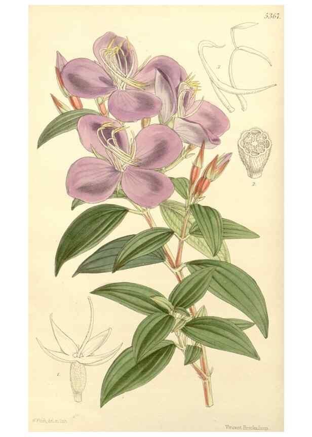 Reproducción/Reproduction 8271536443: Curtis's botanical magazine.. London ;New York [etc.] :Academic Press [etc.]