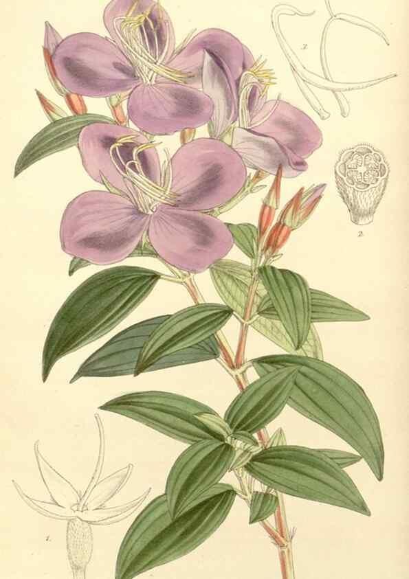 Reproducción/Reproduction 8271536443: Curtis's botanical magazine.. London ;New York [etc.] :Academic Press [etc.]