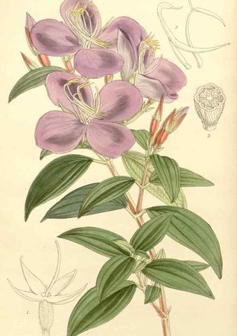 Reproducción/Reproduction 8271536443: Curtis's botanical magazine.. London ;New York [etc.] :Academic Press [etc.]