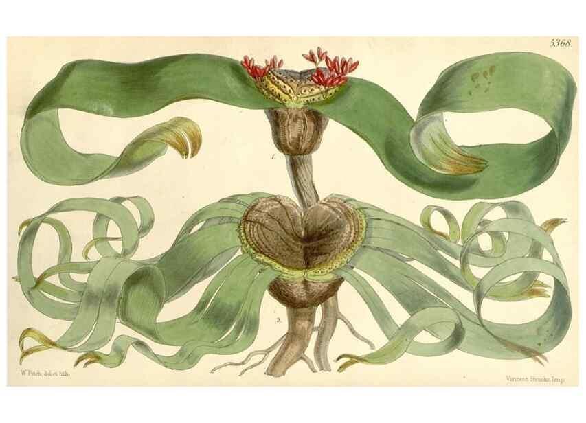 Reproducción/Reproduction 8272606272: Curtis's botanical magazine.. London ;New York [etc.] :Academic Press [etc.]