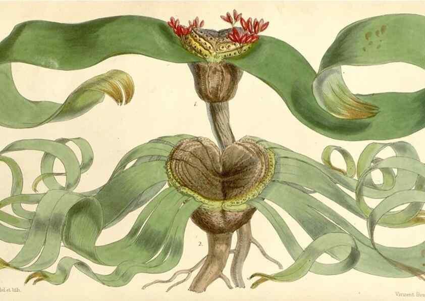 Reproducción/Reproduction 8272606272: Curtis's botanical magazine.. London ;New York [etc.] :Academic Press [etc.]