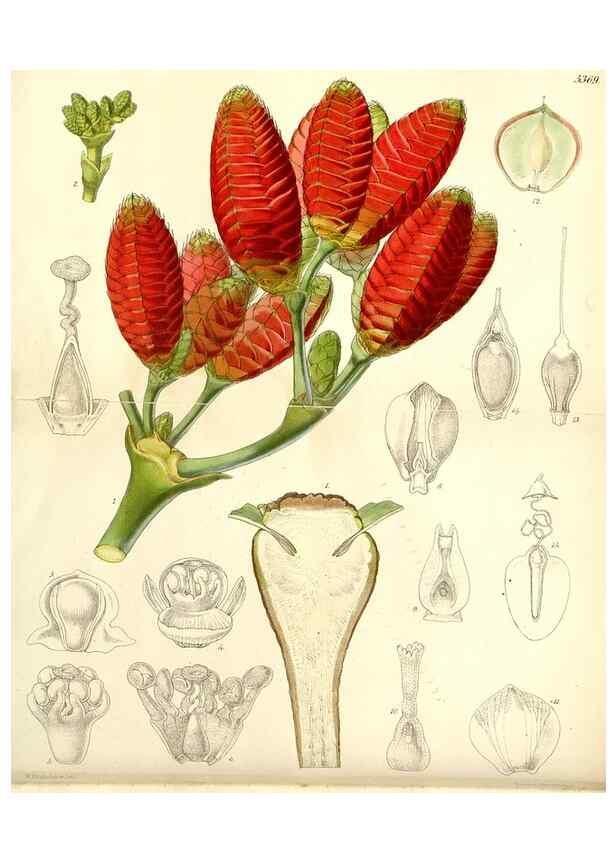 Reproducción/Reproduction 8272606790: Curtis's botanical magazine.. London ;New York [etc.] :Academic Press [etc.]