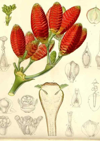 Reproducción/Reproduction 8272606790: Curtis's botanical magazine.. London ;New York [etc.] :Academic Press [etc.]