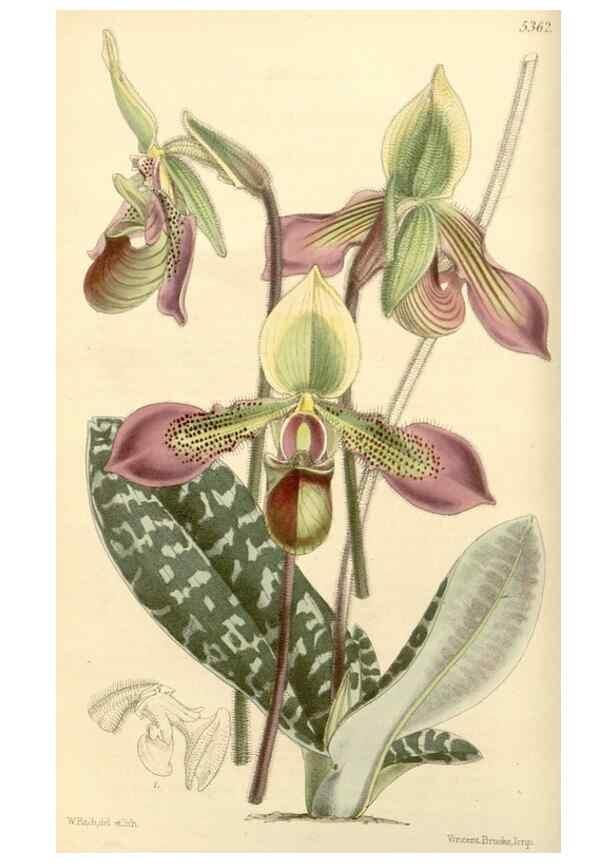 Reproducción/Reproduction 8272599430: Curtis's botanical magazine.. London ;New York [etc.] :Academic Press [etc.]