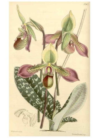 Reproducción/Reproduction 8272599430: Curtis's botanical magazine.. London ;New York [etc.] :Academic Press [etc.]