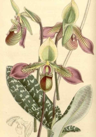 Reproducción/Reproduction 8272599430: Curtis's botanical magazine.. London ;New York [etc.] :Academic Press [etc.]