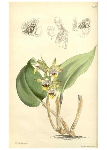 Reproducción/Reproduction 8271573995: Curtis's botanical magazine.. London ;New York [etc.] :Academic Press [etc.]