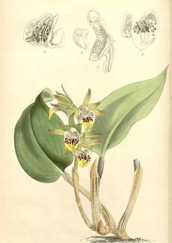 Reproducción/Reproduction 8271573995: Curtis's botanical magazine.. London ;New York [etc.] :Academic Press [etc.]