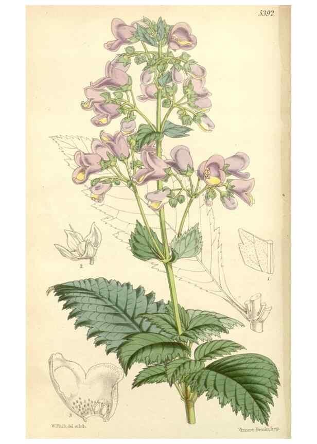 Reproducción/Reproduction 8271576891: Curtis's botanical magazine.. London ;New York [etc.] :Academic Press [etc.]