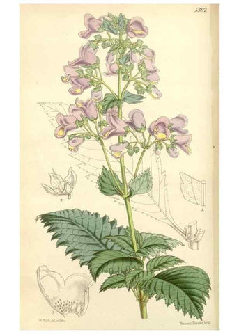 Reproducción/Reproduction 8271576891: Curtis's botanical magazine.. London ;New York [etc.] :Academic Press [etc.]
