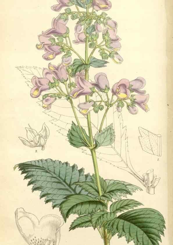 Reproducción/Reproduction 8271576891: Curtis's botanical magazine.. London ;New York [etc.] :Academic Press [etc.]